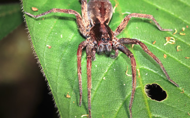 Wall Mural - A wandering spider (family Ctenidae) up close at night in Belize.