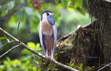 Canvas Print - A boat-billed heron (Cochlearius cochlearius) perched on a branch in Belize.