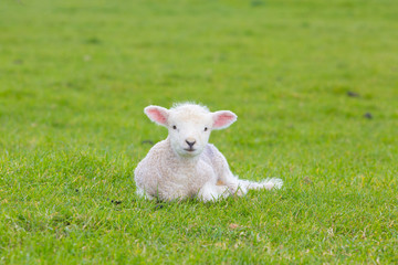 Small cute lamb gambolling in a meadow in a farm