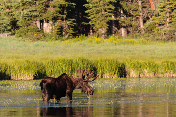 Shiras Moose of The Colorado Rocky Mountains