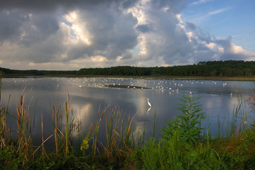Wall Mural - wildlife scene in the huntington beach state park, litchfield, south carolina, usa. beautiful mornin