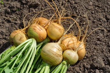 Turnips in the garden closeup