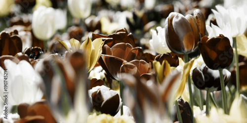 Foto-Schiebegardine mit Schienensystem - tinted tulips concept (von bittedankeschön)
