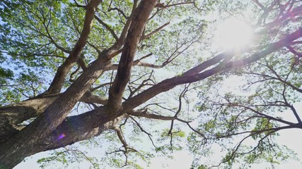 Wall Mural - bottom view or up view the branch of big tree with green leaves with sunlight,stabilizer shot 