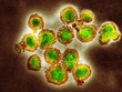 © Science RF - H3N2 influenza virus particles, TEM