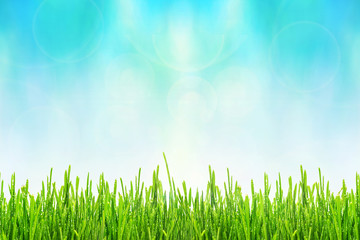 Wall Mural - Spring or summer abstract background with green grass with drops of dew and bokeh lights