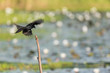 Bird (Black Drongo) on tree in nature wild
