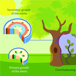 Vector illustration of the structure of primary and secondary growth of the stems in trees. Colourful plant biology picture.