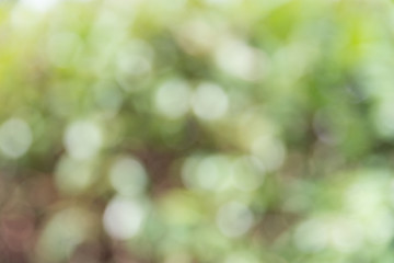 blur background with tree