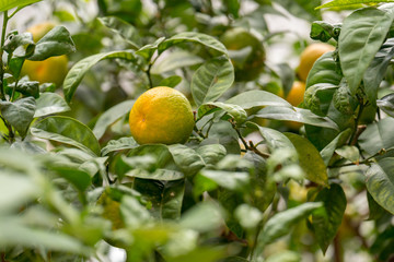 Wall Mural - Citrus fruit trees