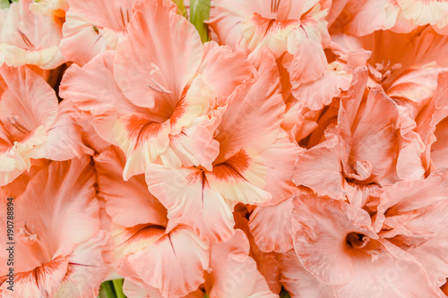 Cuadros en Lienzo Texture of pink gladioluses on wooden white background