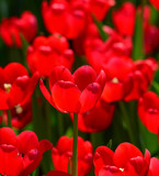 Fototapeta Tulipany - Tulip flowers at city park