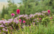 Scarlet Paintbrush Flowers In Alpine Field