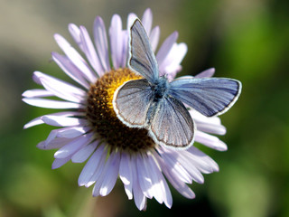 Sticker - Male Anna's Blue Butterfly on an Aster Flower