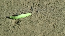 Green Caterpillar Crawling On The Asphalt. Rescues From People's Feet