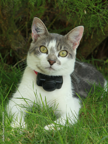 Chat Avec Collier Anti Fugue Photo Stock Adobe Stock Chat Avec Collier Anti Fugue Photo Stock Adobe Stock