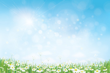 Vector summer nature  background, daisy  flowers field.