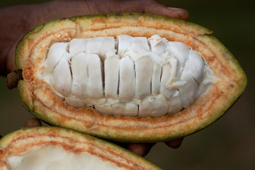 cocoa fruit