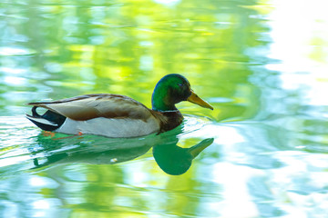 Wall Mural - Mallard drake duck swimming on colorful autumn river