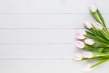 Fototapeta Tulipany - Pink tulip on the white background. Easter background.