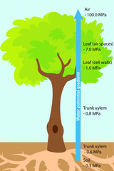 Vector illustration of the water uptake (bulk flow) in trees. Colourful plant biology picture.