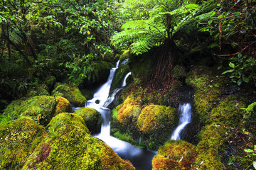 Canvas Print - A small stream flows through a lush mossy section of temperate rainforest near Lake Waikaremoana, New Zealand.