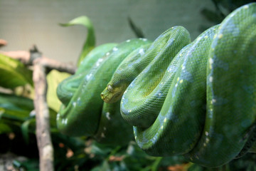 Wall Mural - Singapore Zoo, Singapore