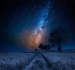 Wall Mural - milky way and field with trees in summer