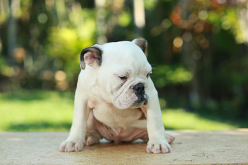 English Bulldog in Natural green