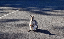 Cute Small Wild Grey Kangaroo With Baby In Parking Lot