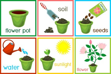 Sticker - Instructions on how to plant flower in six easy steps with titles. Step by step