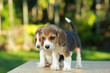 © Sigma s - 1 month beagle puppy action in natural green background