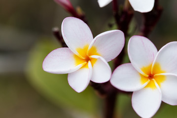 Wall Mural - plumeria flowers, plumeria on the plumeria tree .