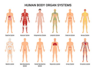 human body organ systems poster