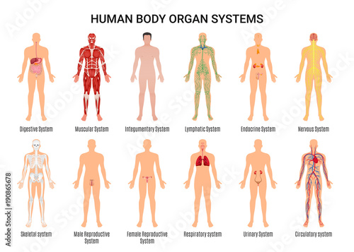 Cuadros en Lienzo Human Body Organ Systems Poster