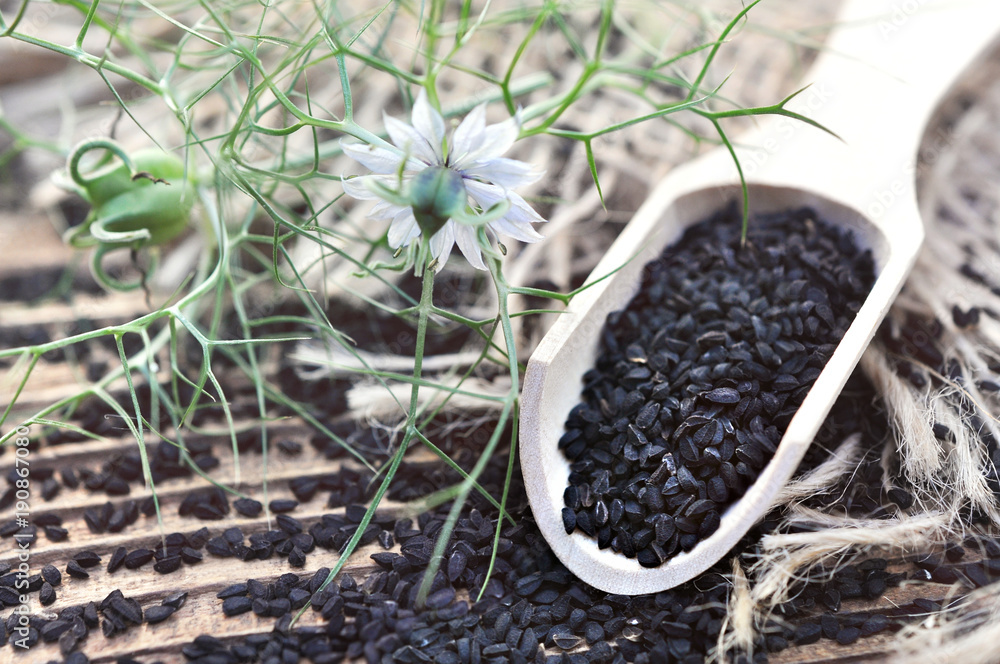 Black cumin (nigella sativa or kalonji) seeds in spoon on cumin plant  background, selective focus Stock Photo | Adobe Stock