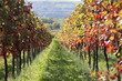 coloured vineyard in palatine germany