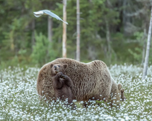 Wall Mural - Brown bear cub looking at a seagull flying over on a Finnish bog in the middle of the cotton grass