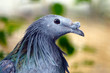 head of a metallic green nicobar pigeon (caloenas nicobarica) in profile view