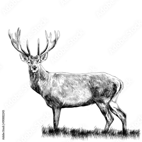jelenie-stojacych-w-trawie-szkic-grafiki-wektorowej-monochromatycznego-rysunku