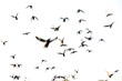 motion blur flying flock of pigeons on white background