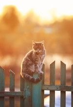  Beautiful Cat Sits In The Village Of On The Fence Evening During Sunset