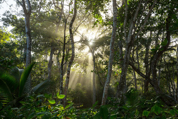 Sticker - Jungle in Costa Rica