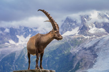 Ibex, Range Of Mont Blanc, France