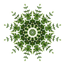 Abstract Green Background Flora Mandala Pattern, Wild Climbing Vine Liana Plant With Kaleidoscope Effect On White Background.