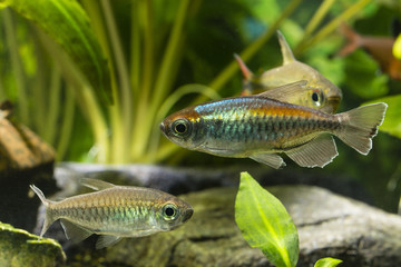 Tetra congolese in an aquarium with fish.