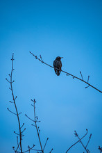 Single Starling Bird Standing On A Thin Branch With Blue Sky Background