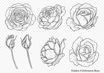 Sticker - Rose vector set by hand drawing.Beautiful flower on white background.Rose art highly detailed in line art style.Golden celebration rose for wallpaper