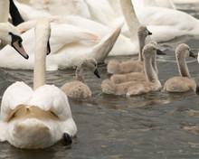 Swan Family With Cygnets On River