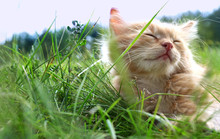 Relax Kitten On Green Grass